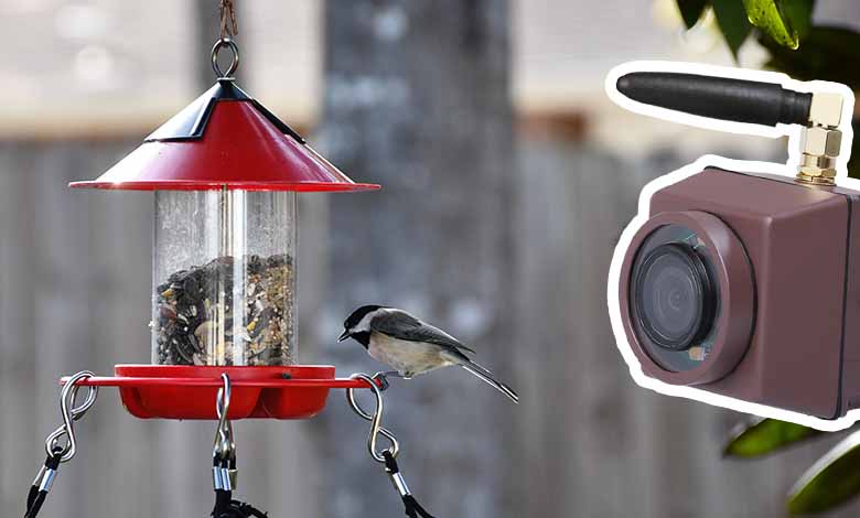 Mangeoire à Oiseaux Avec Caméra Caméra D'observation Des Oiseaux Pour  Oiseaux