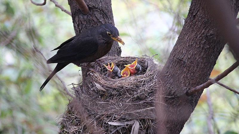 Soins aux oiseaux 101 – Préparez-vous pour la reproduction