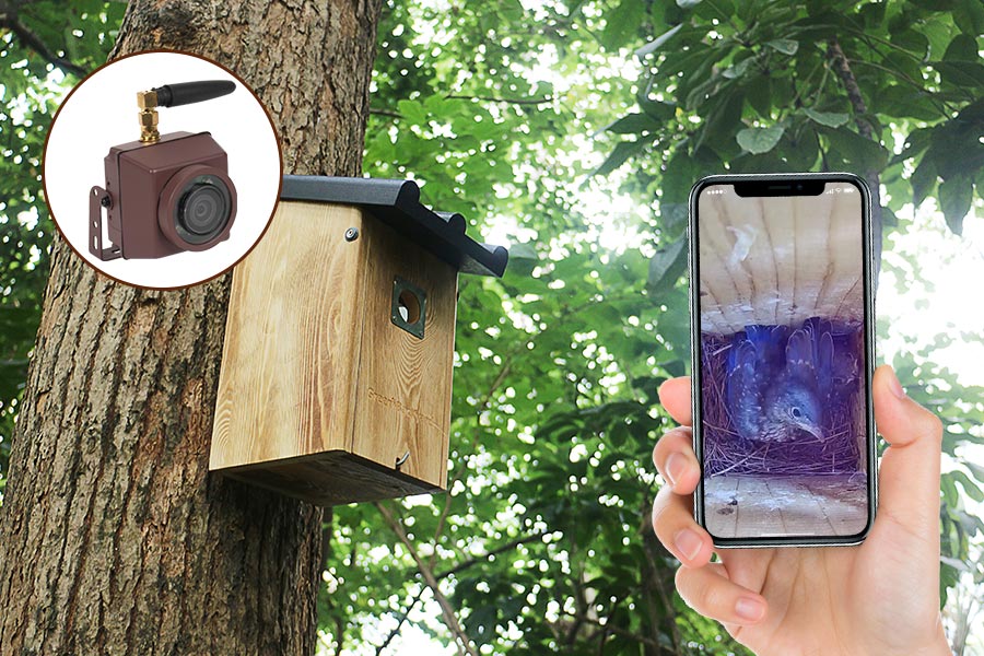 Wireless Bird Box Camera - Green Backyard