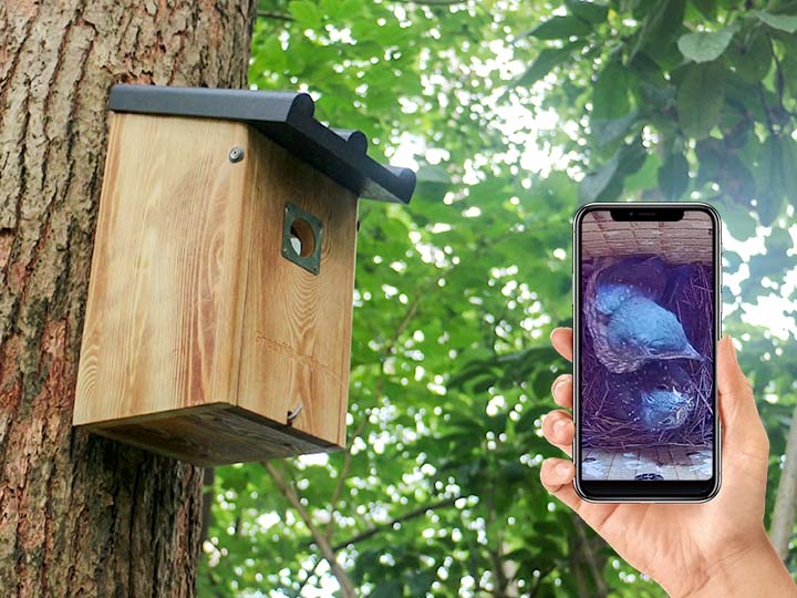 Bring You Closer to the Wildlife with IP Technology - Green Backyard